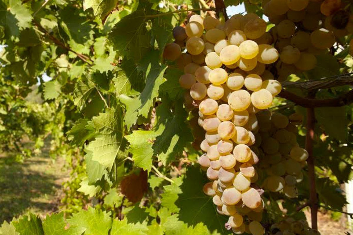 In Toscana il Concorso Enologico Nazionale Vermentino 2025