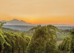 Montepulciano d Abruzzo un nuovo corso stilistico per affrontare le sfide del mercato