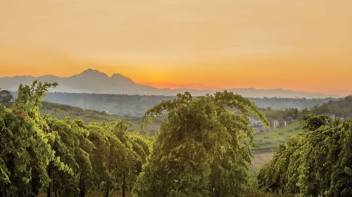 Montepulciano d Abruzzo un nuovo corso stilistico per affrontare le sfide del mercato