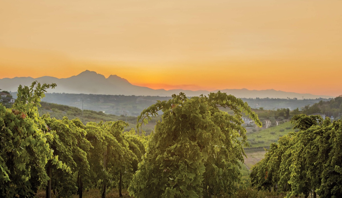 migliori Montepulciano d Abruzzo un nuovo corso stilistico per affrontare le sfide del mercato anteprima 2024