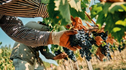 Morellino di Scansano Superiore e più Sangiovese nel Morellino Riserva