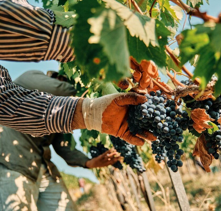 Morellino di Scansano Superiore e più Sangiovese nel Morellino Riserva