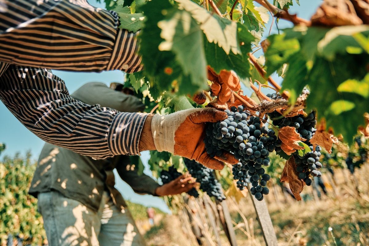 Morellino di Scansano Superiore e più Sangiovese nel Morellino Riserva