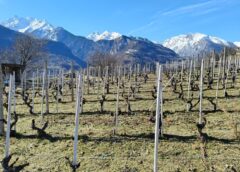 la source stefano celi La Valle d'Aosta si coccola Torrette e Syrah «Crisi dei vini rossi Non qui da noi»