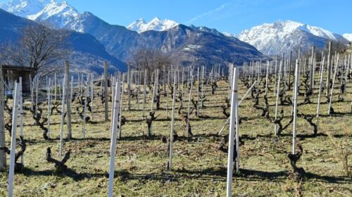 la source stefano celi La Valle d'Aosta si coccola Torrette e Syrah «Crisi dei vini rossi Non qui da noi»