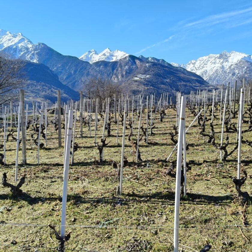 la source stefano celi La Valle d'Aosta si coccola Torrette e Syrah «Crisi dei vini rossi Non qui da noi»